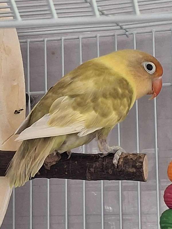orange-bird-for-sale-in-longwood-fl