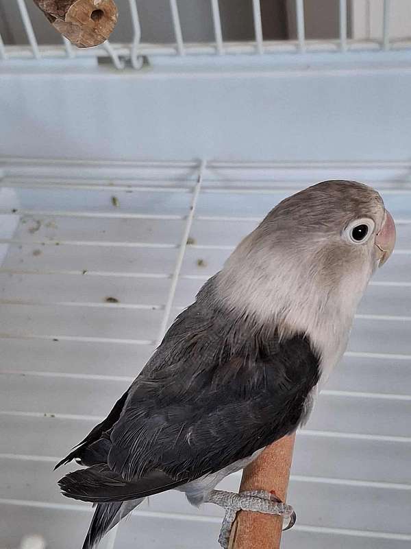small-bird-for-sale-in-longwood-fl