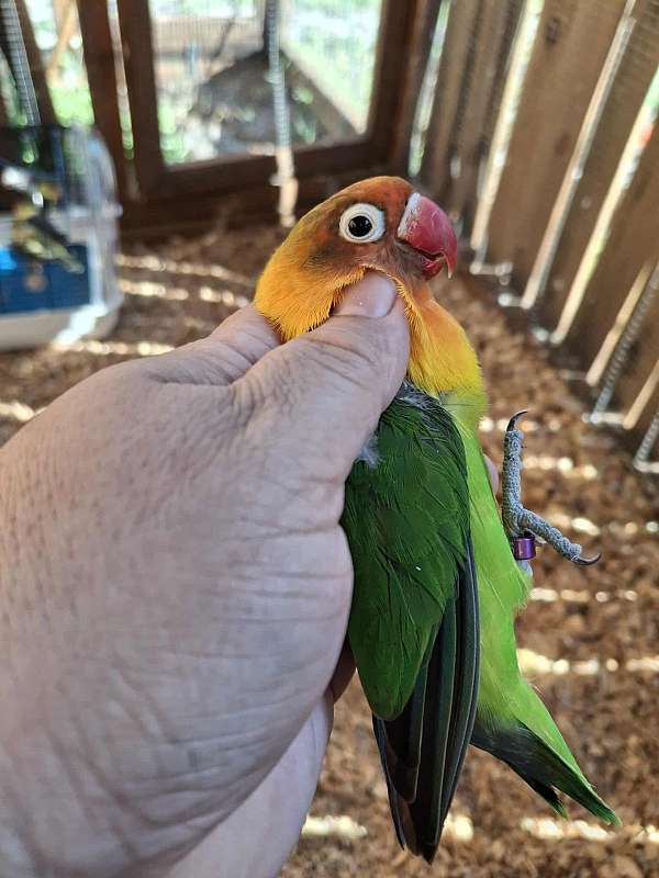 silver-bird-for-sale-in-longwood-fl