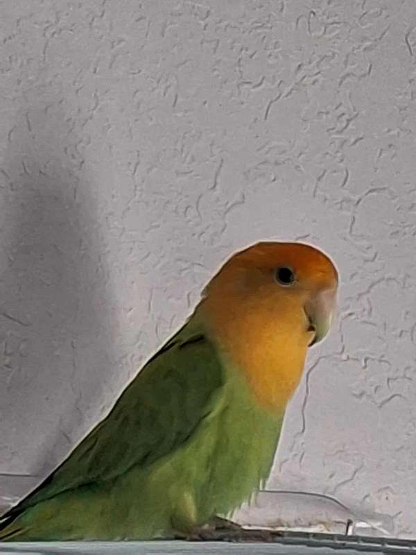 green-orange-bird-for-sale-in-longwood-fl