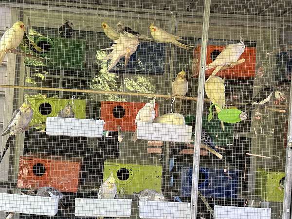 cockatiel-for-sale