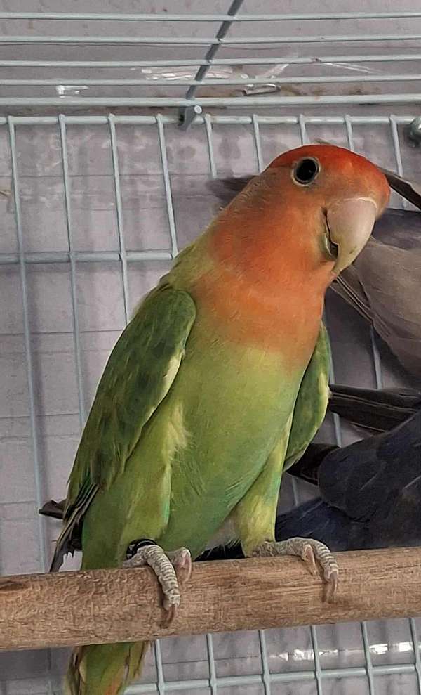 companion-bird-for-sale-in-longwood-fl