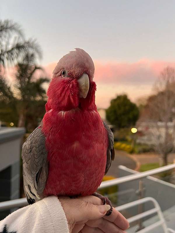 green-wing-macaw-for-sale