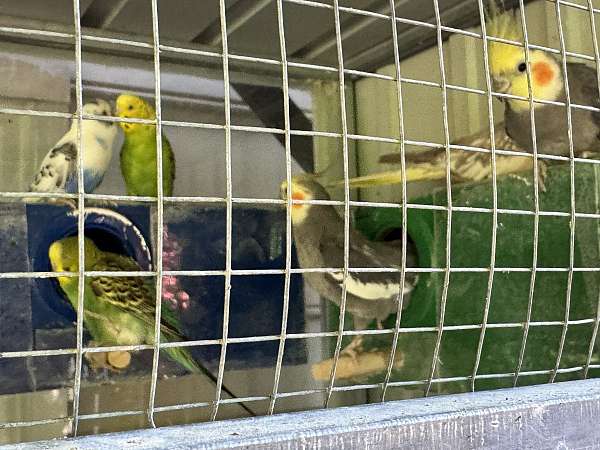 cockatiel-for-sale