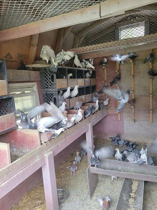 pigeon-for-sale-in-laurelville-oh