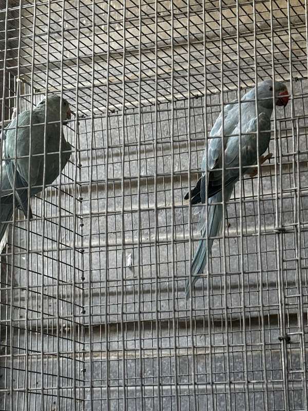 ringneck-parakeet-for-sale-in-downey-ca