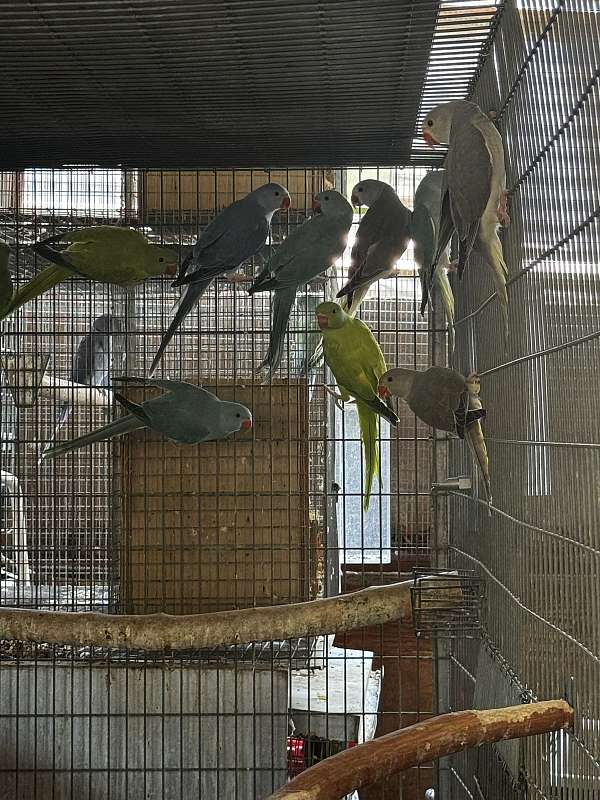 bird-for-sale-in-downey-ca