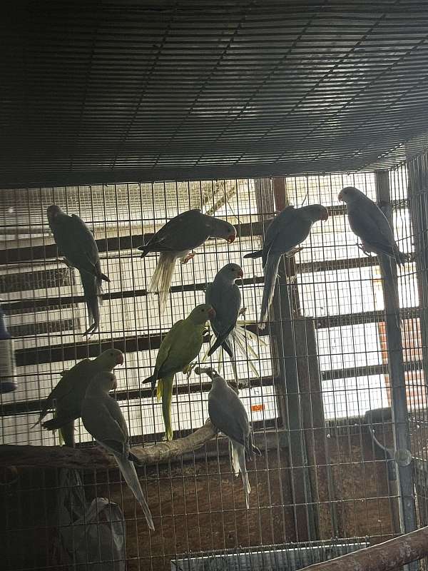 ringneck-parakeet-for-sale