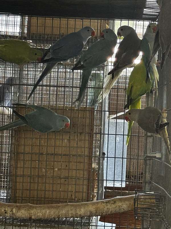 young-bird