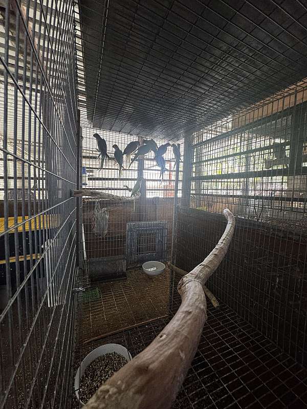 young-ringneck-parakeet-for-sale