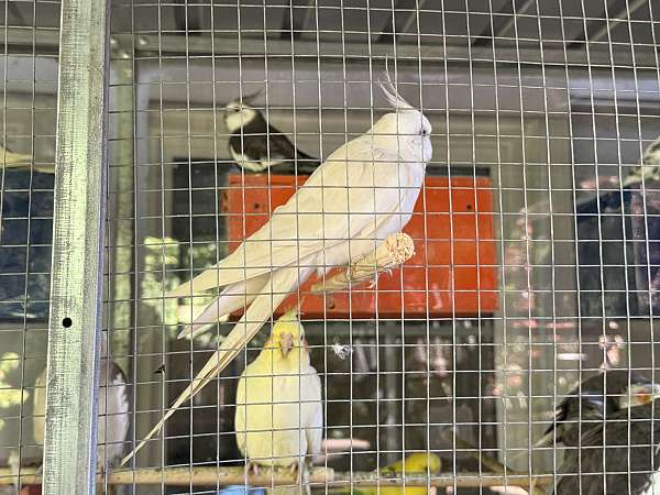 cockatiel-for-sale