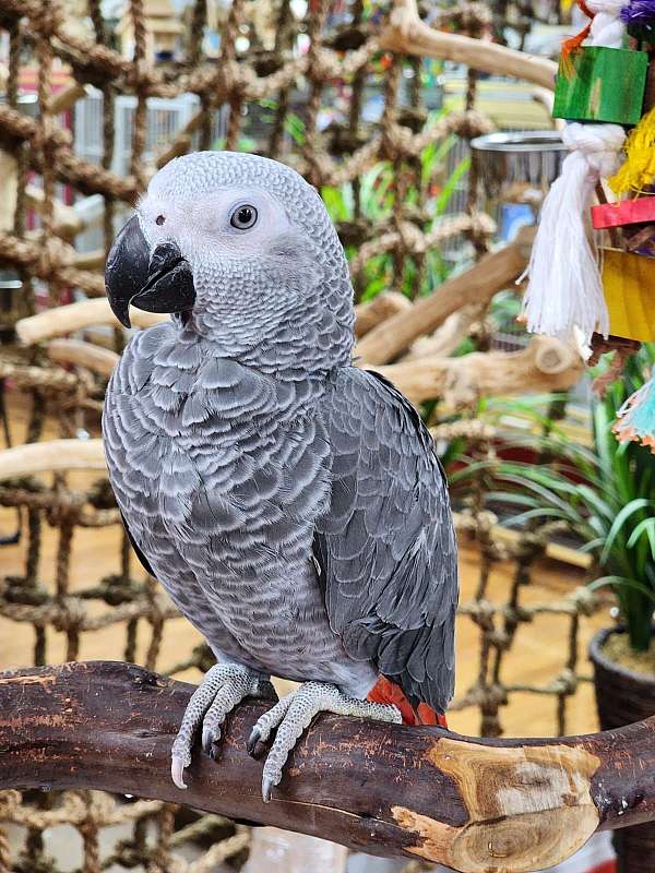 congo-african-grey-parrot-for-sale