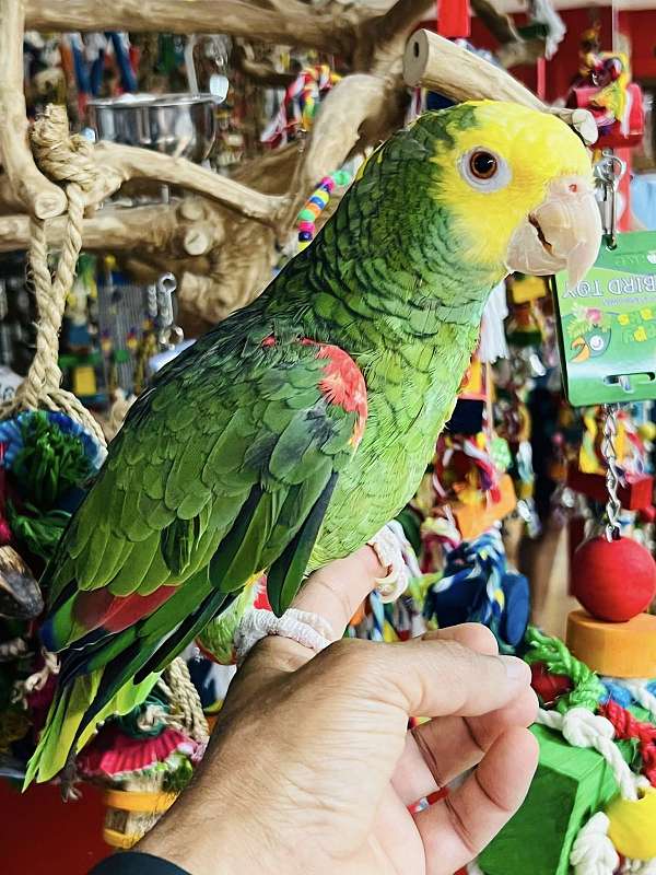 amazon-parrot-for-sale