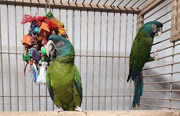 macaw-for-sale