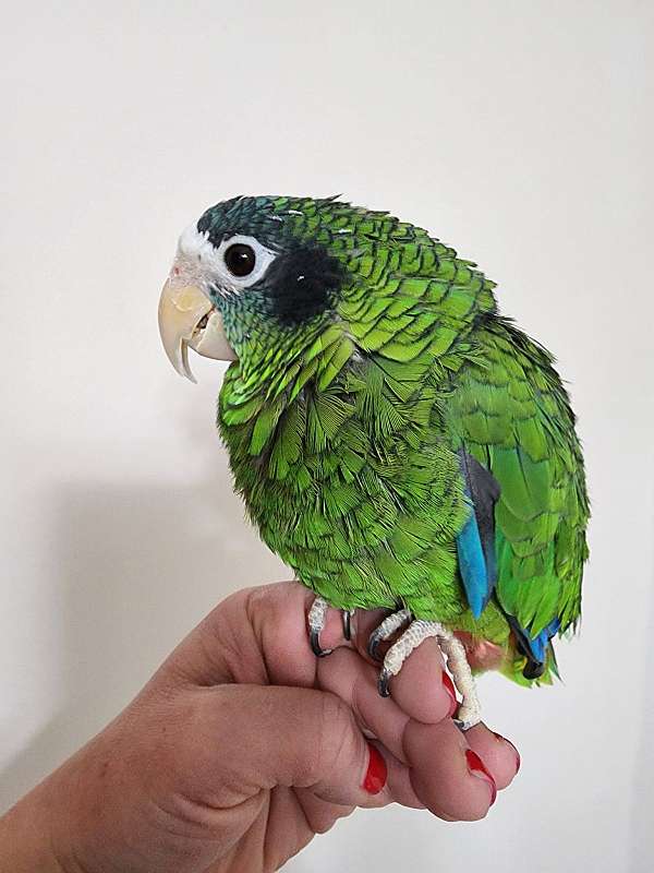 amazon-parrot-for-sale