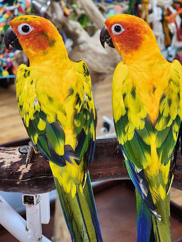 sun-conure-for-sale