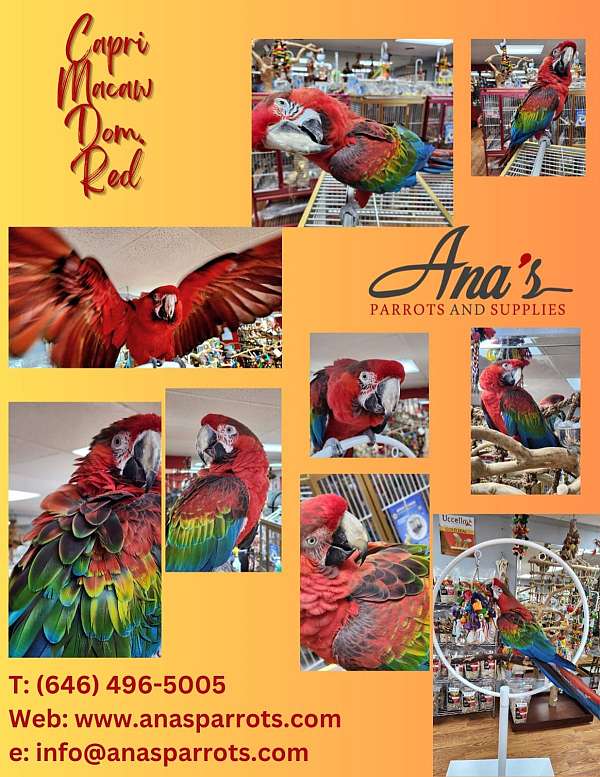 hybrid-macaw-for-sale