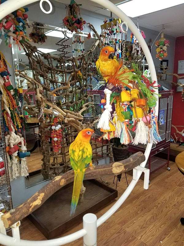 sun-conure-for-sale
