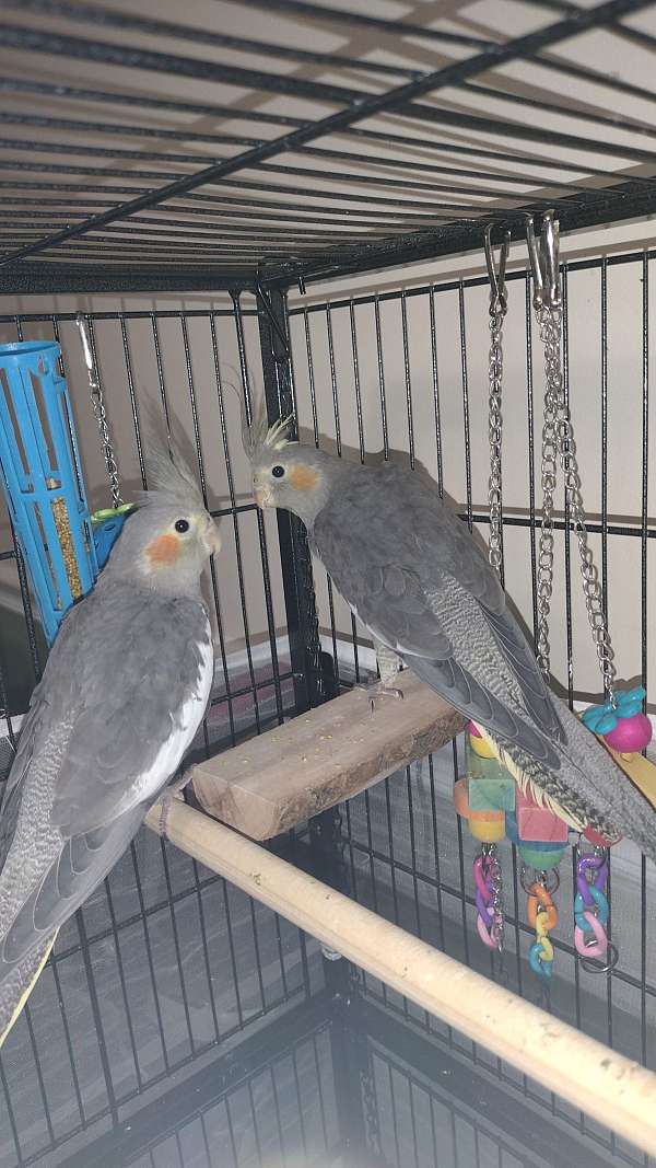 grey-white-bird-for-sale-in-clarksville-tn