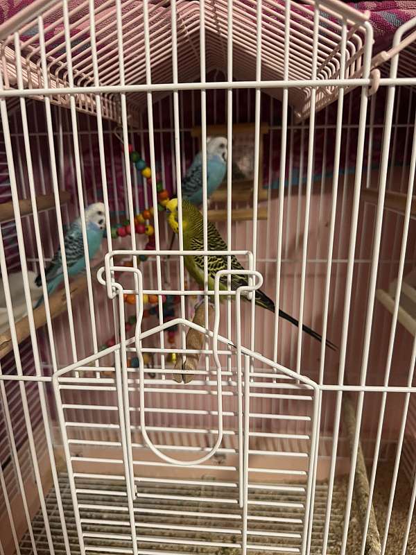 parakeet-for-sale-in-west-chester-pa