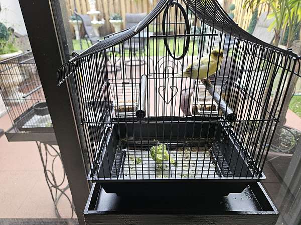 canary-for-sale