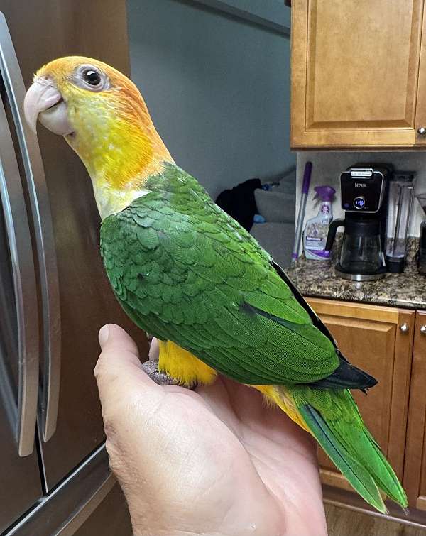 ringneck-parakeet-for-sale
