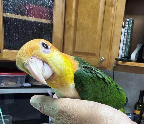 bird-for-sale-in-dade-city-fl