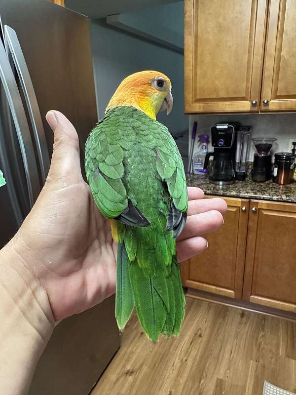 ringneck-parakeet-for-sale-in-dade-city-fl