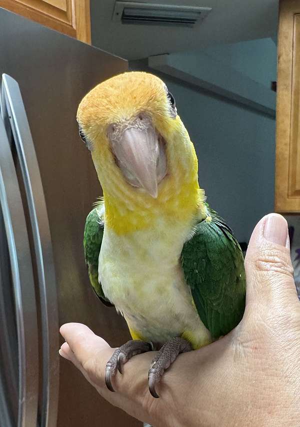 baby-bird