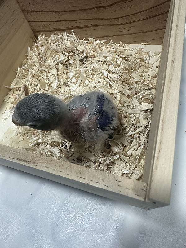fischers-lovebird-for-sale-in-maryland