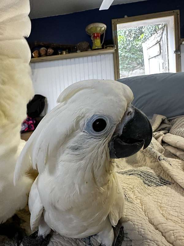 bird-for-sale-in-st-thomas-vi