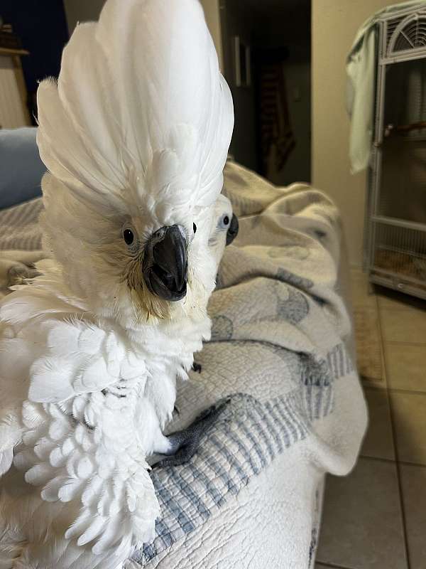 baby-bird-for-sale-in-st-thomas-vi