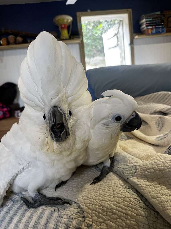 cockatoo-umbrella-cockatoo-for-sale-in-st-thomas-vi