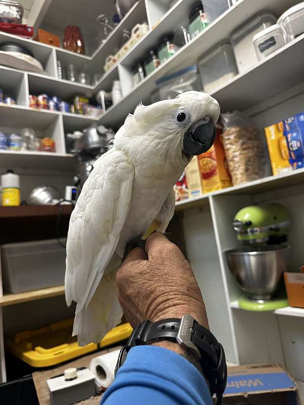 male-female-bird-for-sale-in-st-thomas-vi