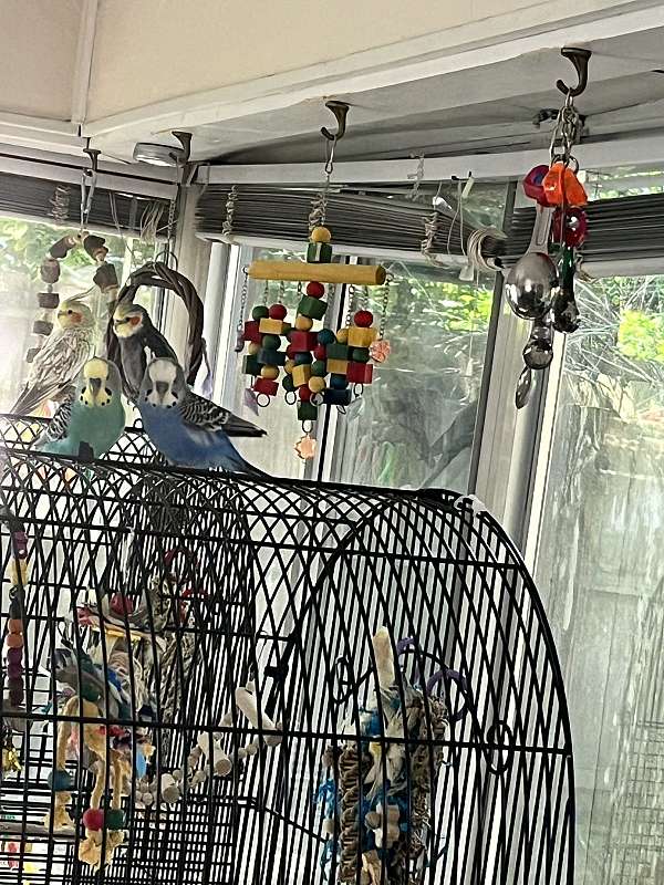 cobalt-bird-adoption