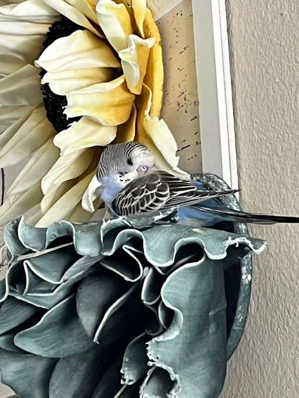 parakeet-for-sale