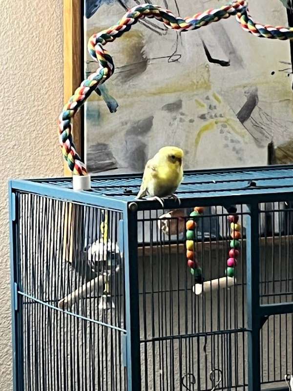 blue-parakeet-for-sale