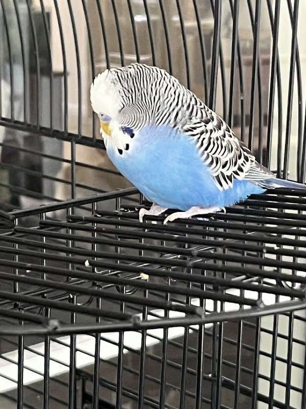 cobalt-parakeet-for-sale