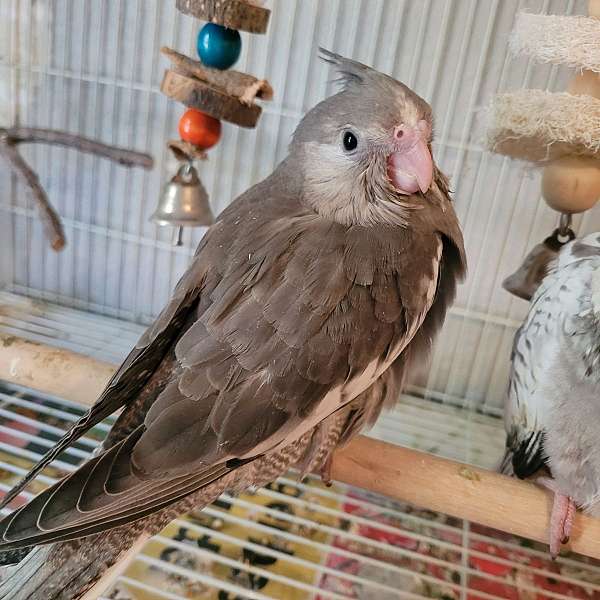 handfed-tame-bird-for-sale-in-norwalk-ca
