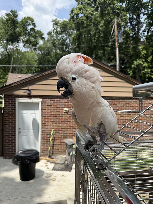 moluccan-cockatoo-for-sale-in-michigan