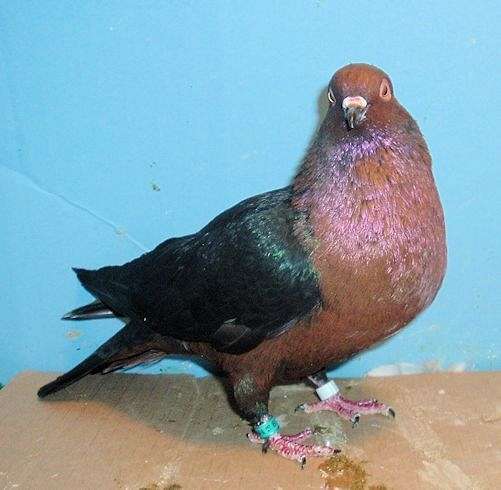 pigeon-for-sale