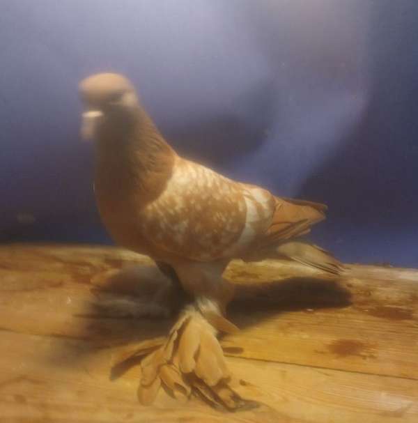 medium-fancy-rare-bird-for-sales