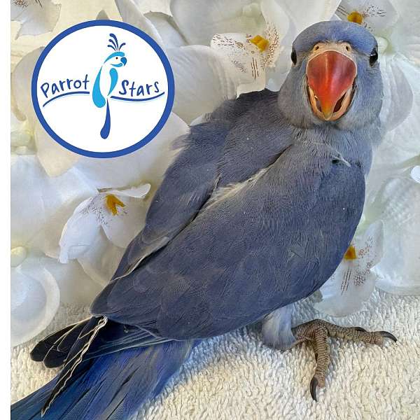 ringneck-parakeet-for-sale