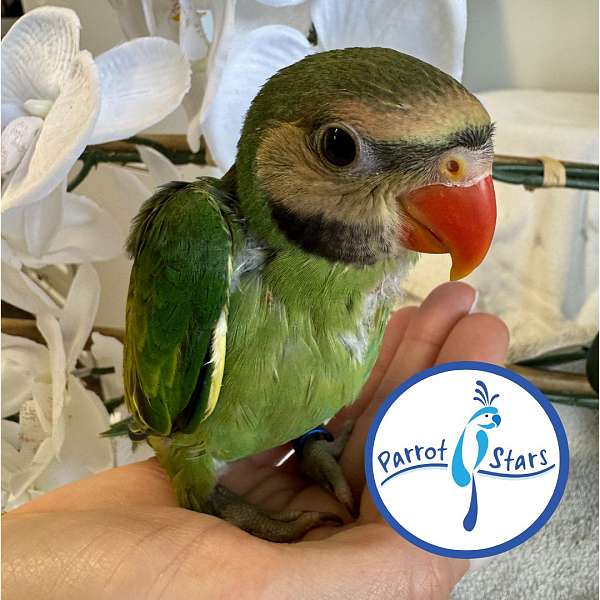 parakeet-for-sale