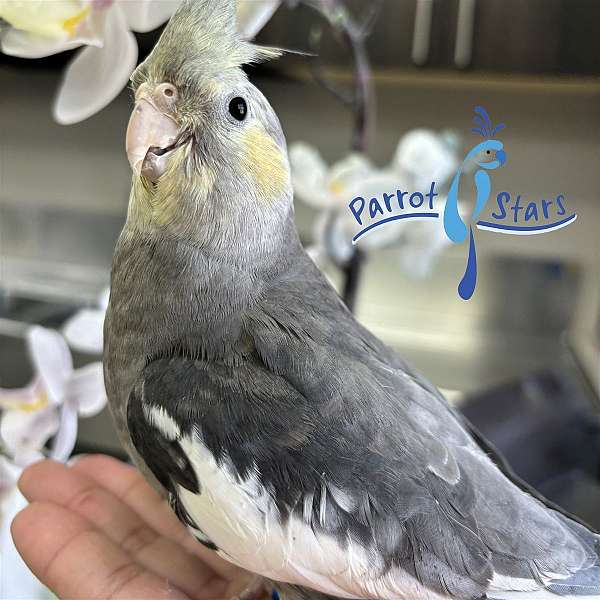 cockatiel-for-sale