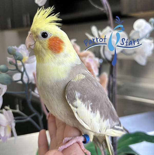 cockatiel-for-sale