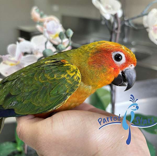 sun-conure-for-sale