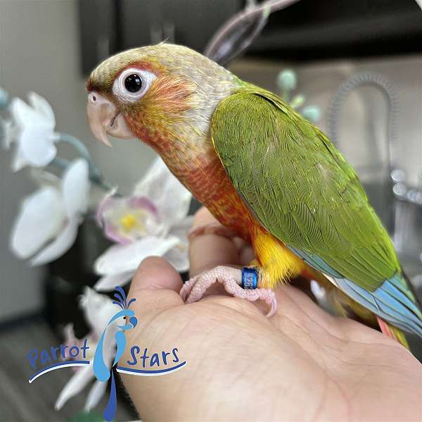 green-cheek-conure-for-sale