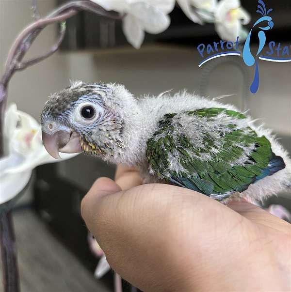 green-cheek-conure-for-sale