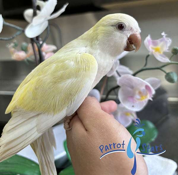quaker-parrots-for-sale